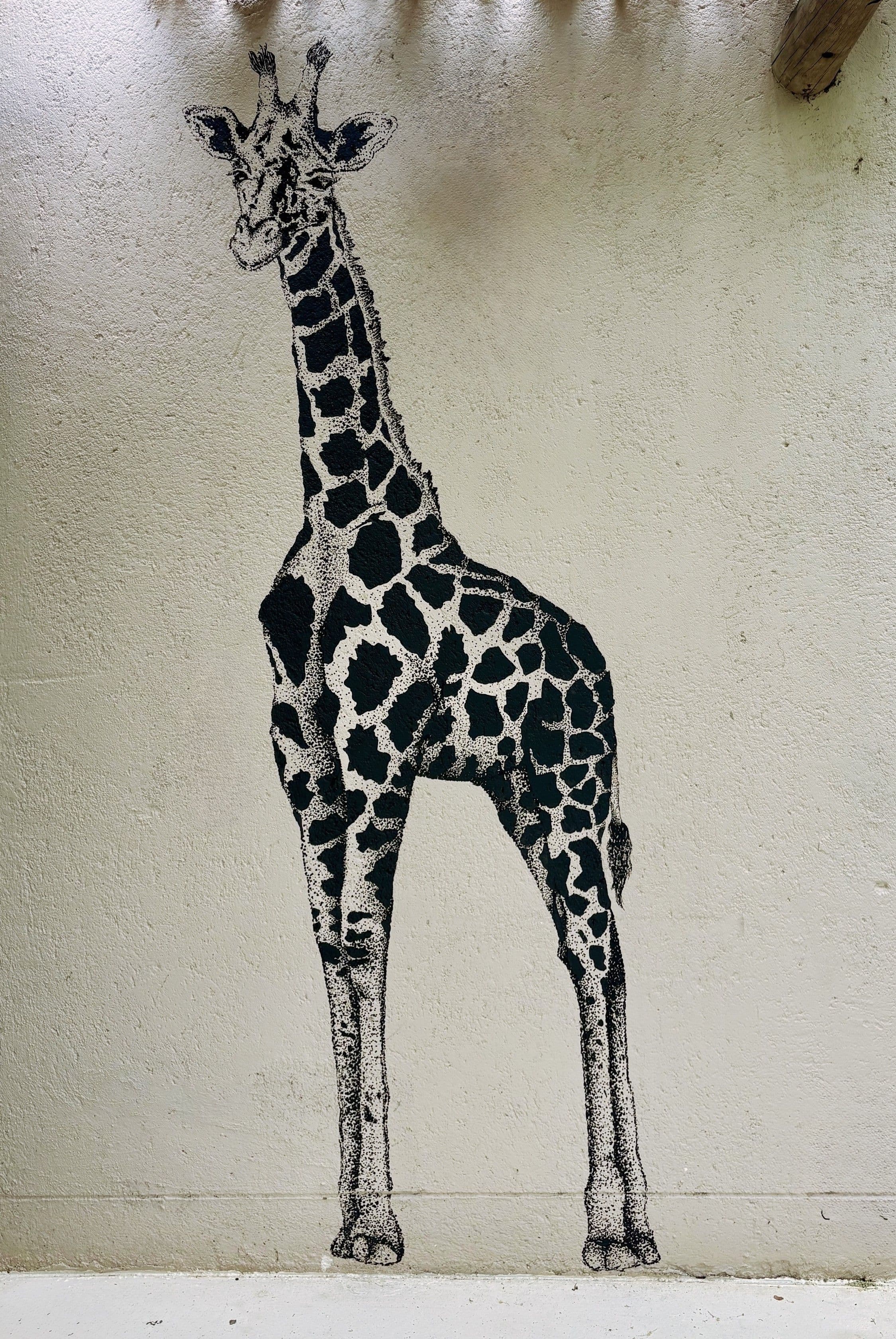 Girafe en Afrique du Sud